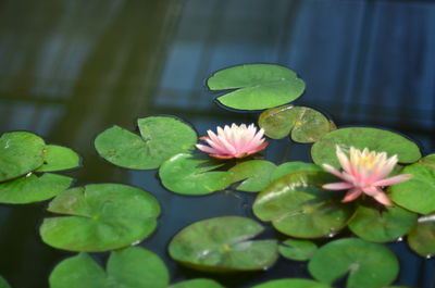 Close-up of lotus water lily in pond