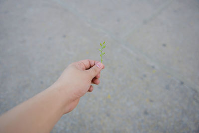 Cropped hand holding sapling