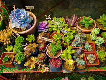 High angle view of flowering plants in market