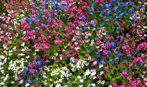 Full frame shot of pink flowers