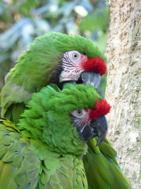 Close-up of parrot