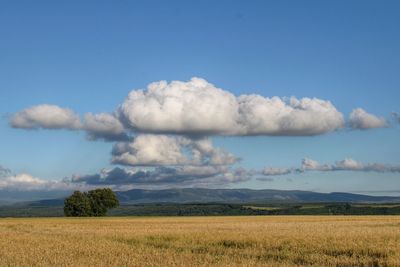 Scenic view of field against sky