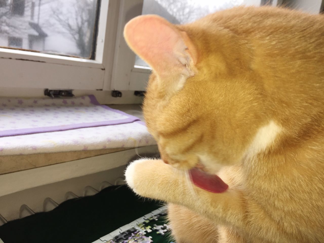 CLOSE-UP OF GINGER CAT ON BLANKET