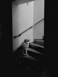 Dog sitting on staircase