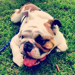 Portrait of dog resting on grassy field