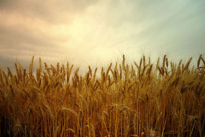 Scenic view of wheat field against sky