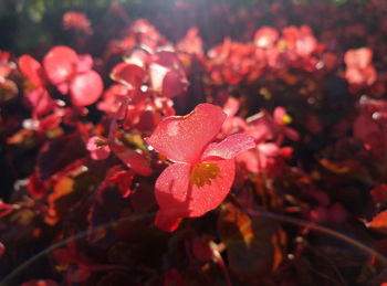 Close-up of red flowers blooming outdoors