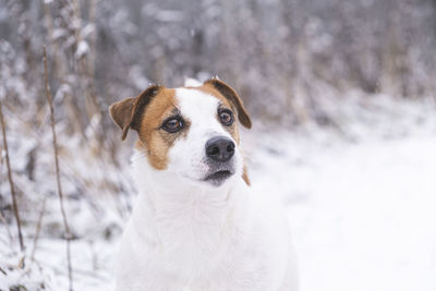 Portrait of adorable dog jack russell terrier in the winter forest, looking at the camera. 
