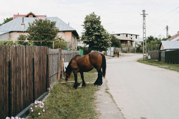 HORSE STANDING ON ROAD BY HOUSE
