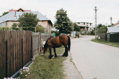 Horse standing on a road