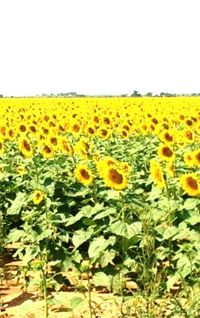 Sunflowers growing in field