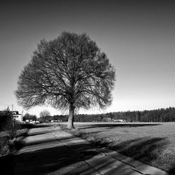 Tree by footpath on field against clear sky