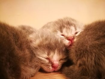Close-up of cat sleeping