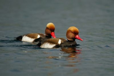 Ducks swimming in lake