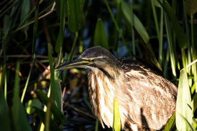 Close-up of bird perching on plant