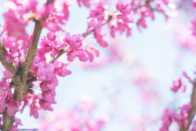 Image photo of beautiful deep pink flowers and blue sky