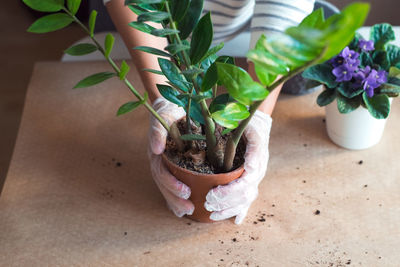 High angle view of potted plant on table