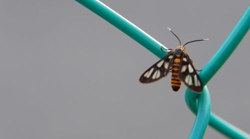 Close-up of butterfly