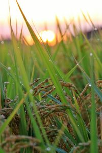 Close-up of grass growing on field at sunset