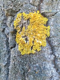 Close-up of yellow lichen