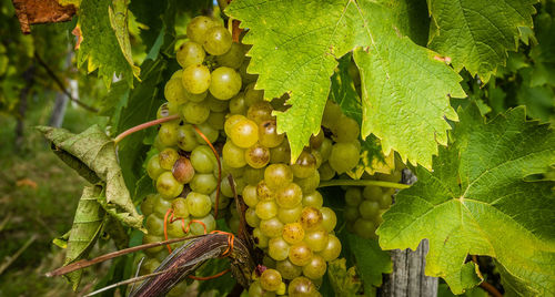 Close-up of grapes growing on tree