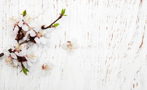 Close-up of white flowering plant on table against wall