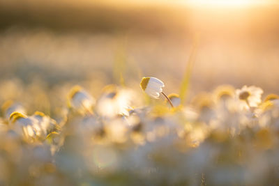 Close-up of flowering plants on field