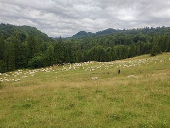 Scenic view of field against sky