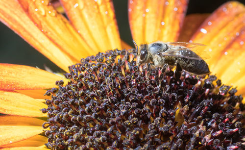 Bee in the sunflower. close-up bee on yellow flower collects nectar