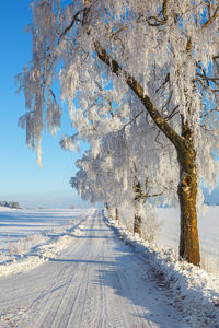 Snow covered plants by road against sky