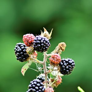 Close-up of berries growing on plant