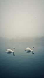 Swans swimming in lake during foggy weather