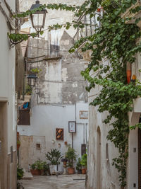 Plants growing outside house
