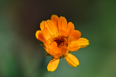 Close-up of yellow flower