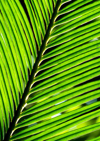 Full frame shot of palm leaves