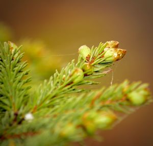 Close-up of insect on plant