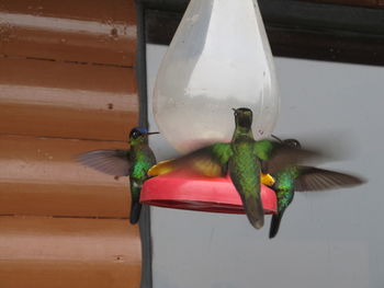 Hummingbirds flying near feeder