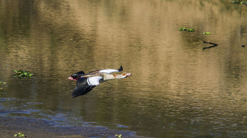 Ducks swimming in lake