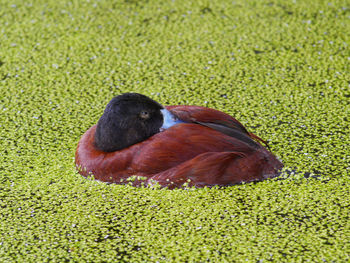 High angle view of messy relaxing on field