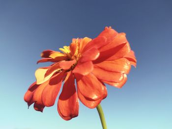 Low angle view of orange flower against sky