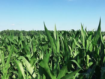 Crops growing on field against clear sky