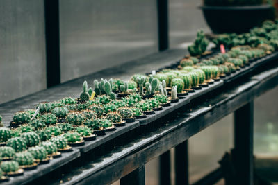 Close-up of plants growing in greenhouse