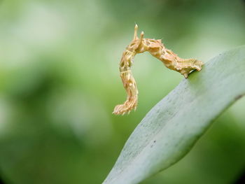 Close-up of lizard on plant