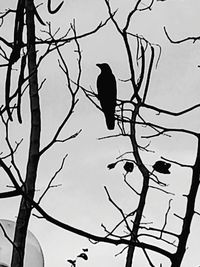 Low angle view of birds perching on branch