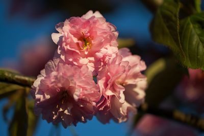 Close-up of pink cherry blossoms