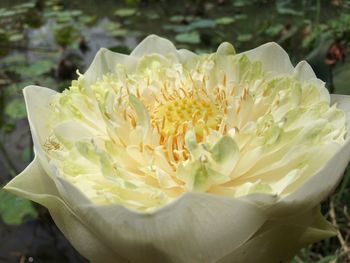 Close-up of white flower blooming outdoors