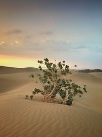 Scenic view of desert against sky