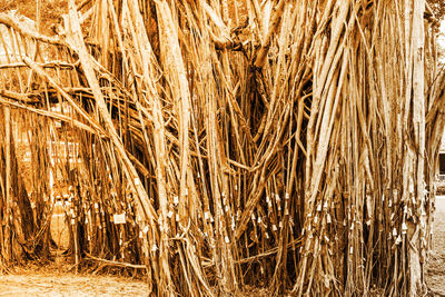 Full frame shot of crops on field