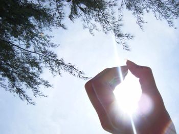 Low angle view of sun shining through trees