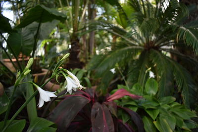 Close-up of flowering plant in park
